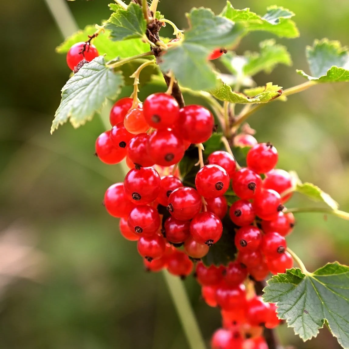 'Jonkheer van Tets' Redcurrant Plant - Image 3