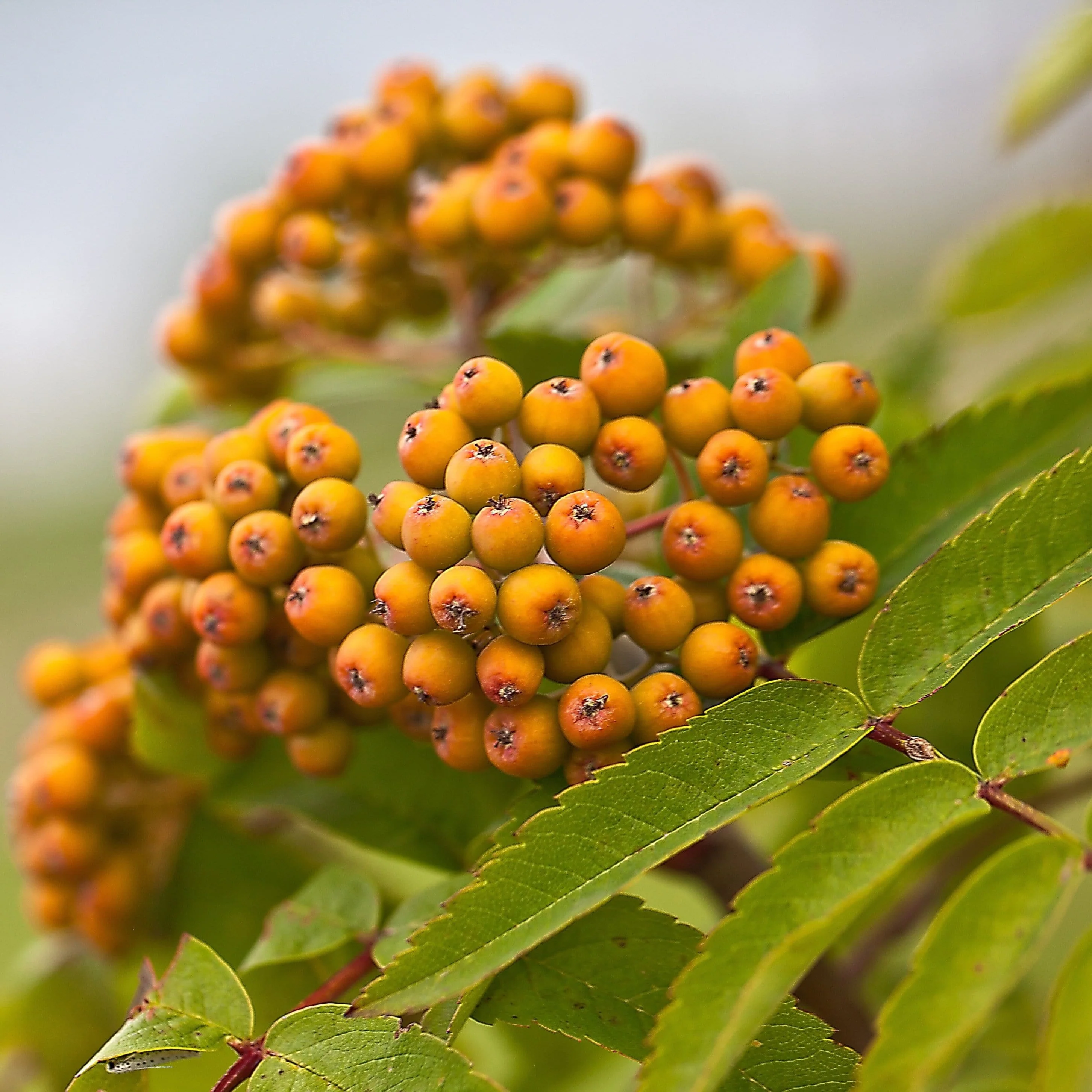 'Joseph Rock' Rowan Tree | Sorbus - Image 4