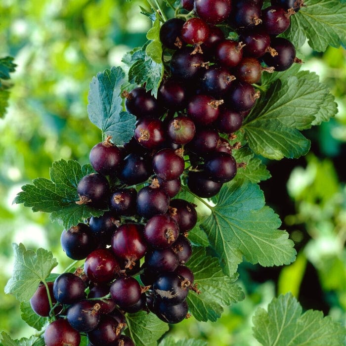 Jostaberry Plant