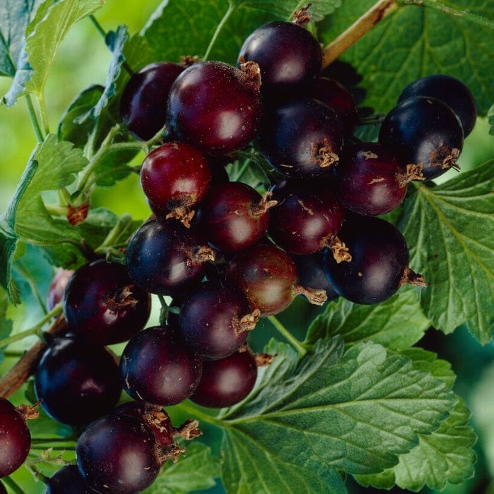 Jostaberry Plant - Image 4