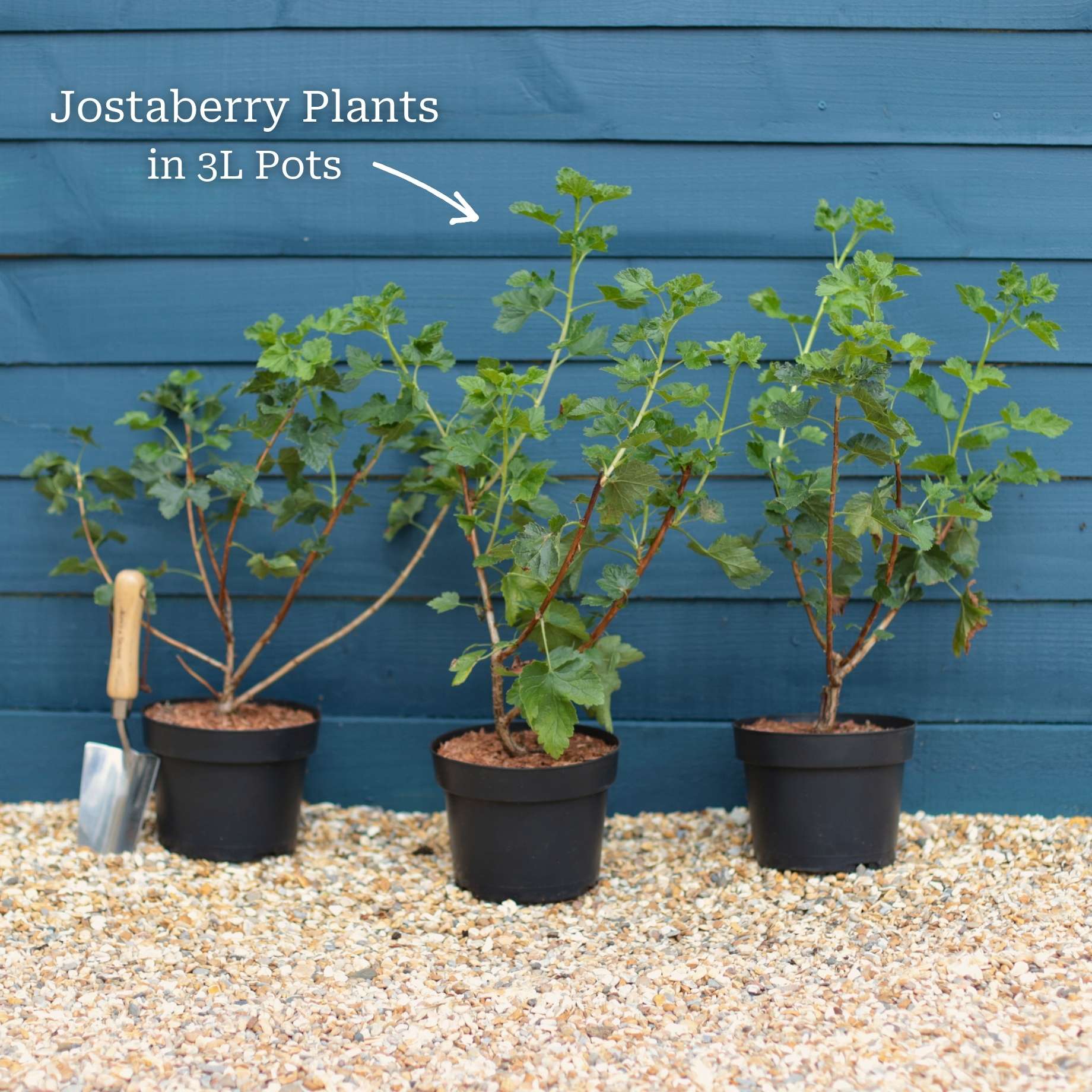 Jostaberry Plant - Image 5