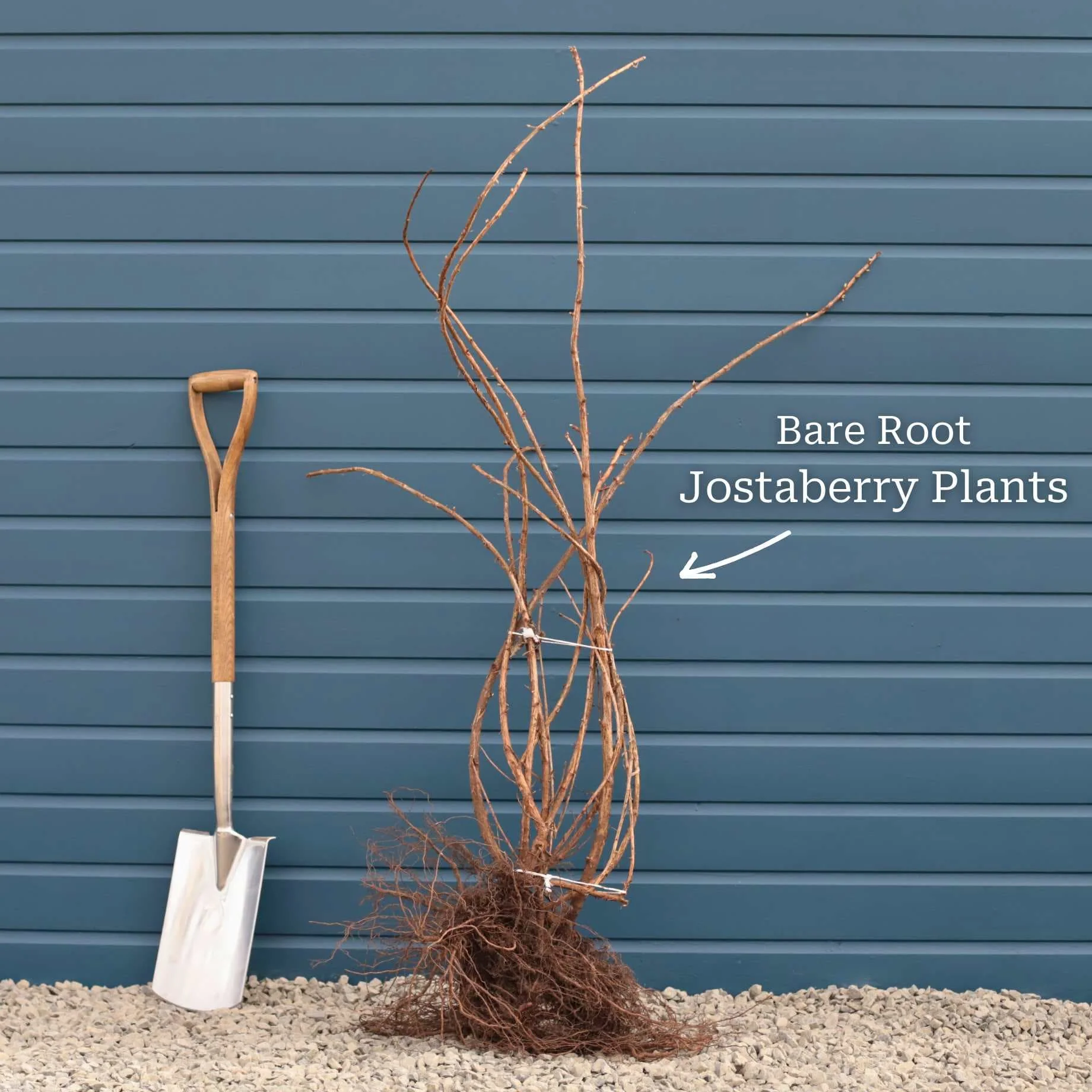 Jostaberry Plant - Image 6