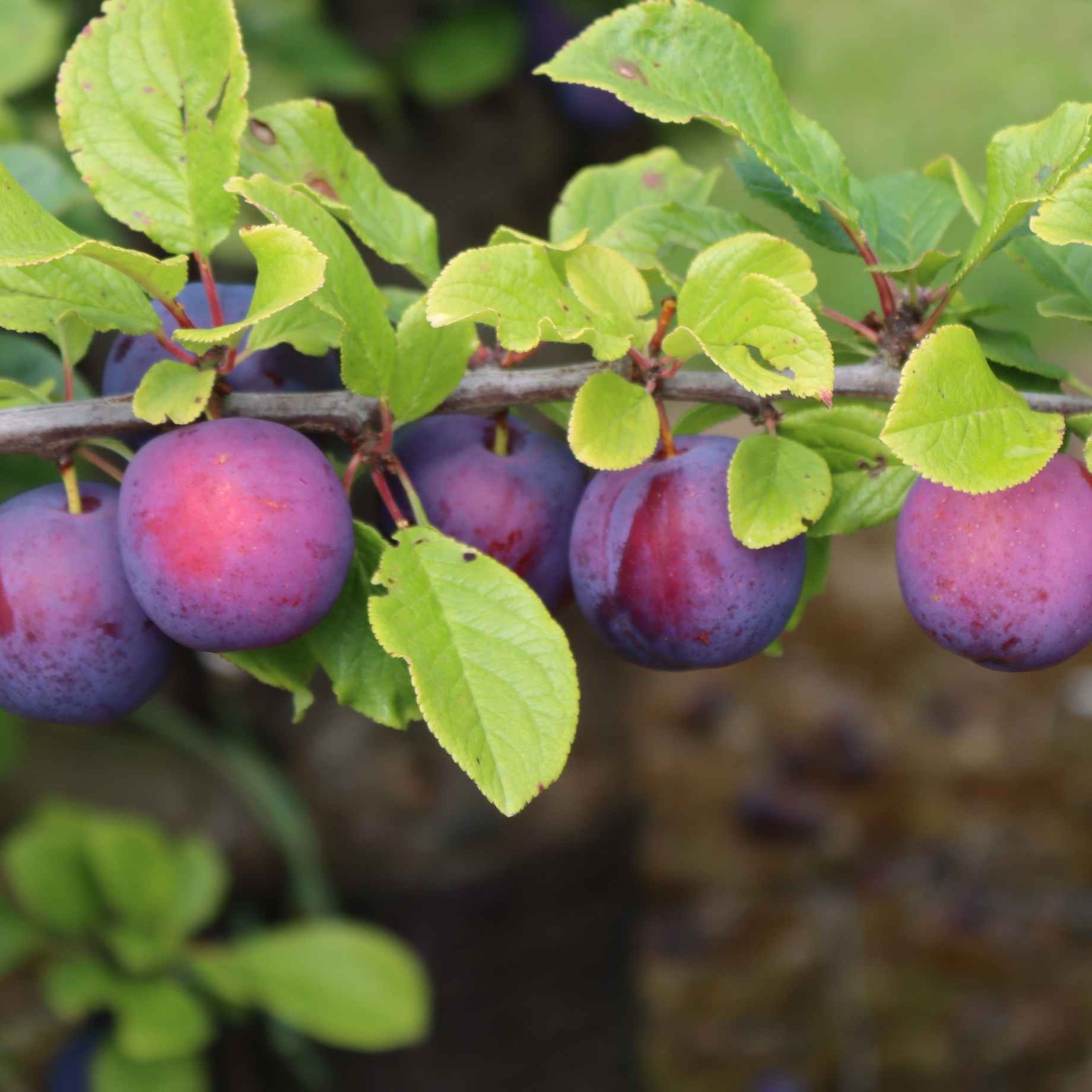 'Jubilee' Plum Tree - Image 3