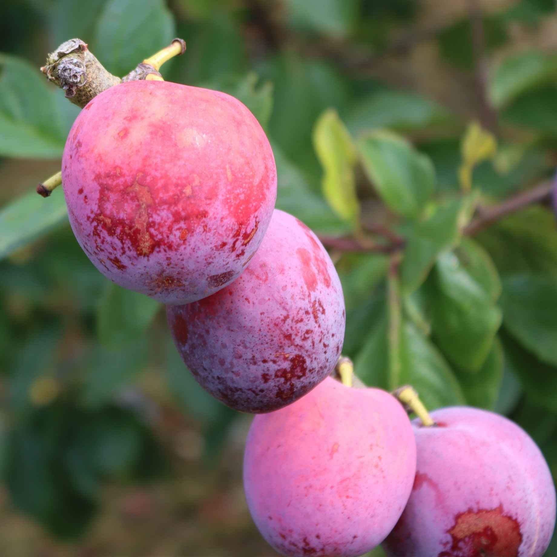 'Jubilee' Plum Tree - Image 5