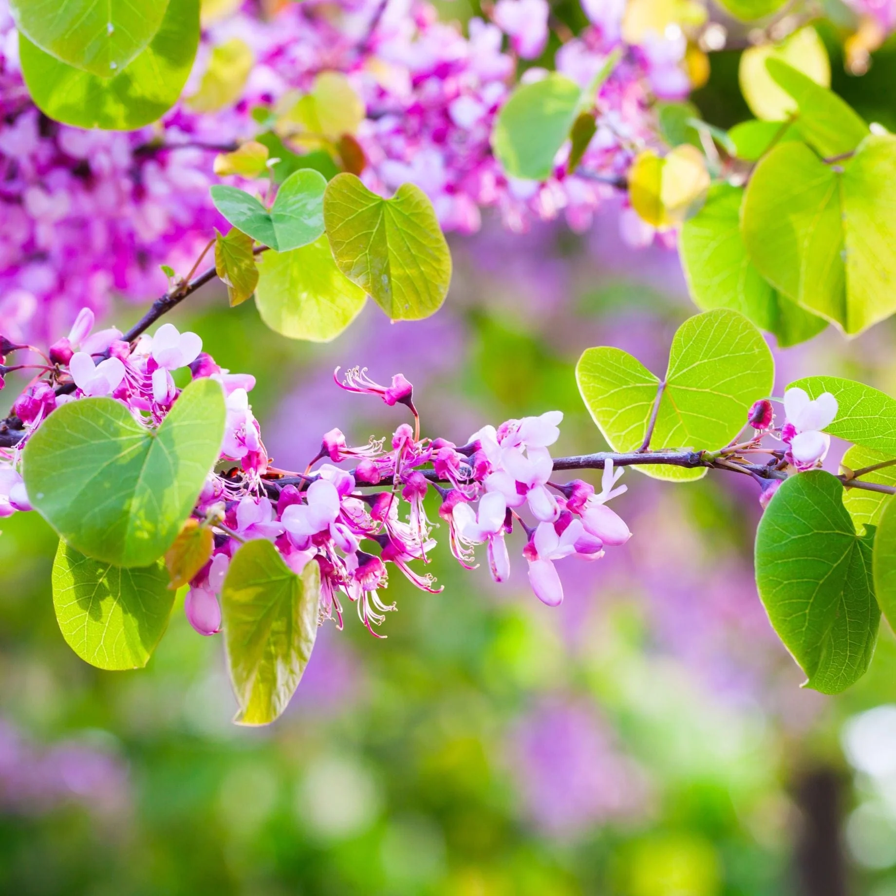 Judas Tree | Cercis siliquastrum - Image 3
