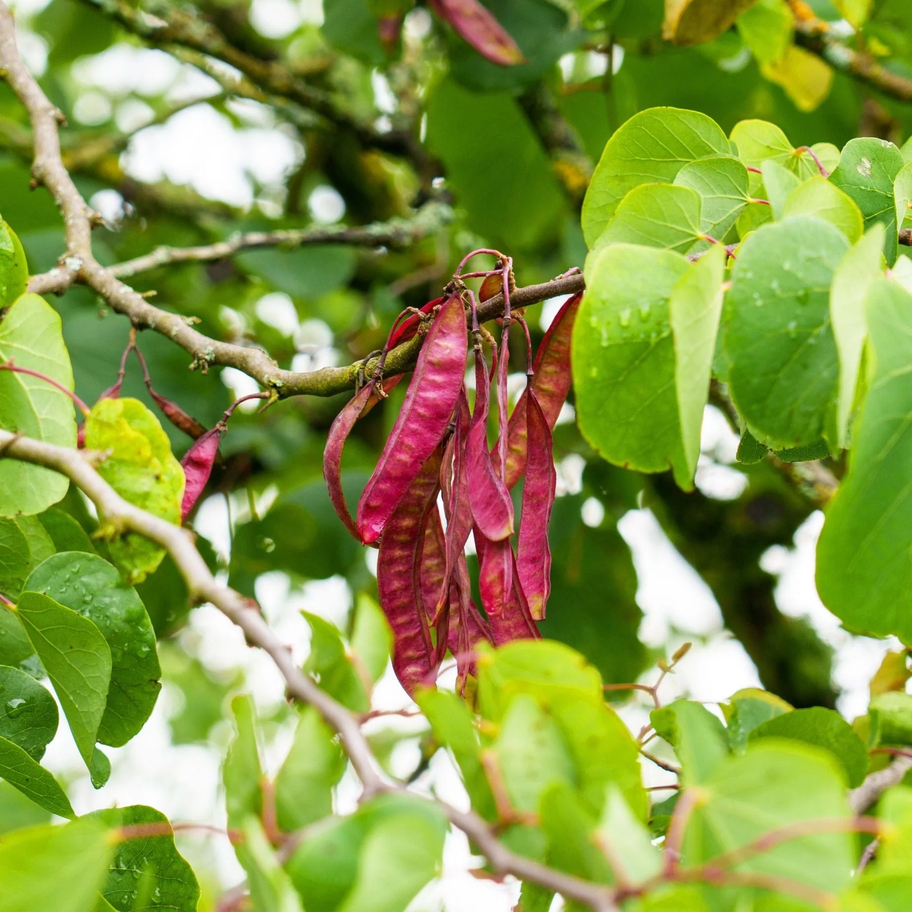Judas Tree | Cercis siliquastrum - Image 4