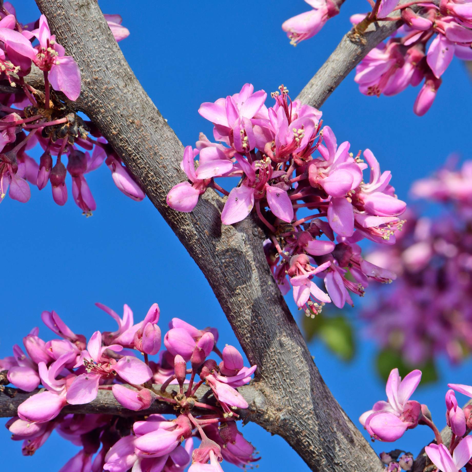 Judas Tree | Cercis siliquastrum - Image 5