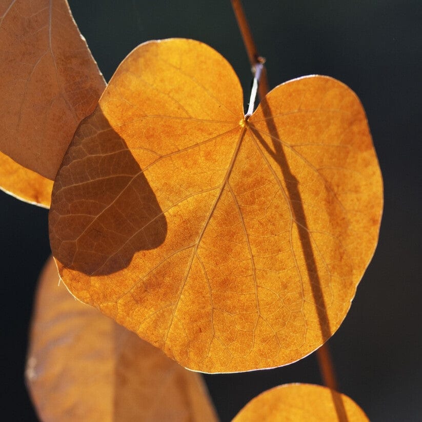 Judas Tree | Cercis siliquastrum - Image 6