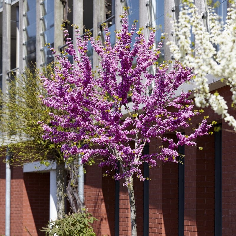 Judas Tree | Cercis siliquastrum - Image 7