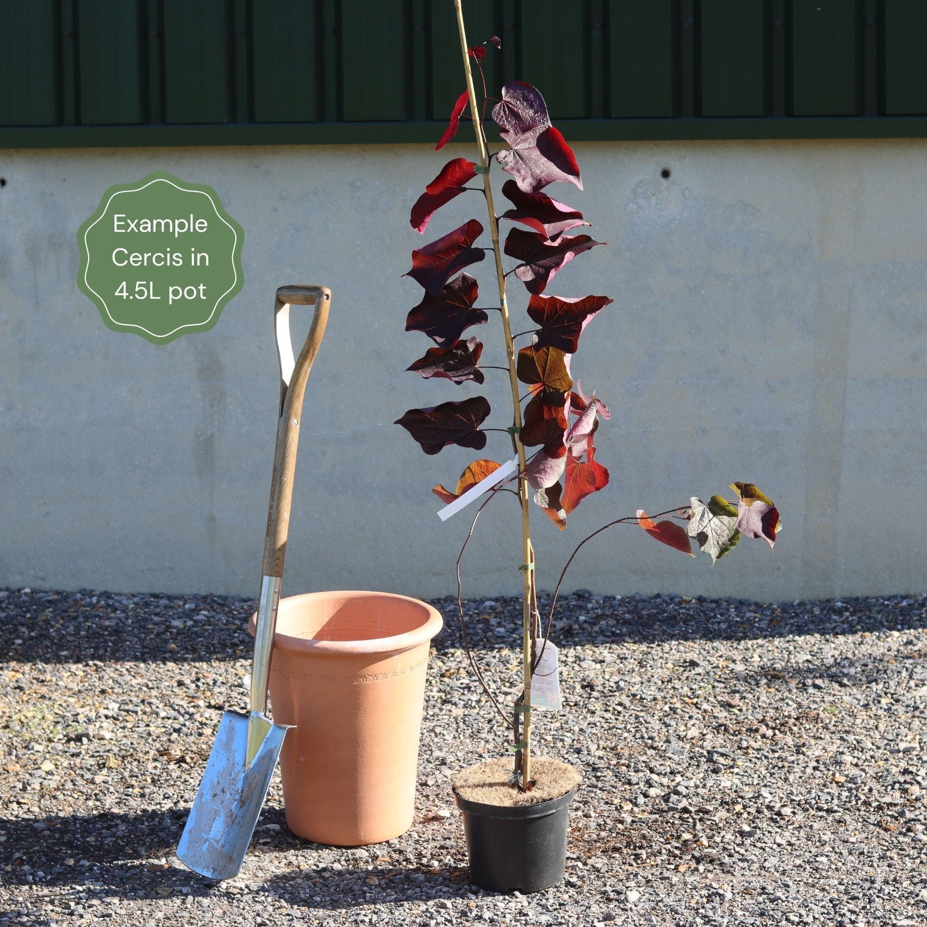 Judas Tree | Cercis siliquastrum - Image 9