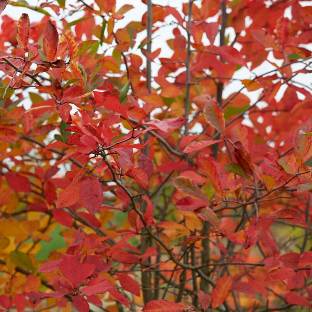 Amelanchier Tree | Amelanchier canadensis - Image 11