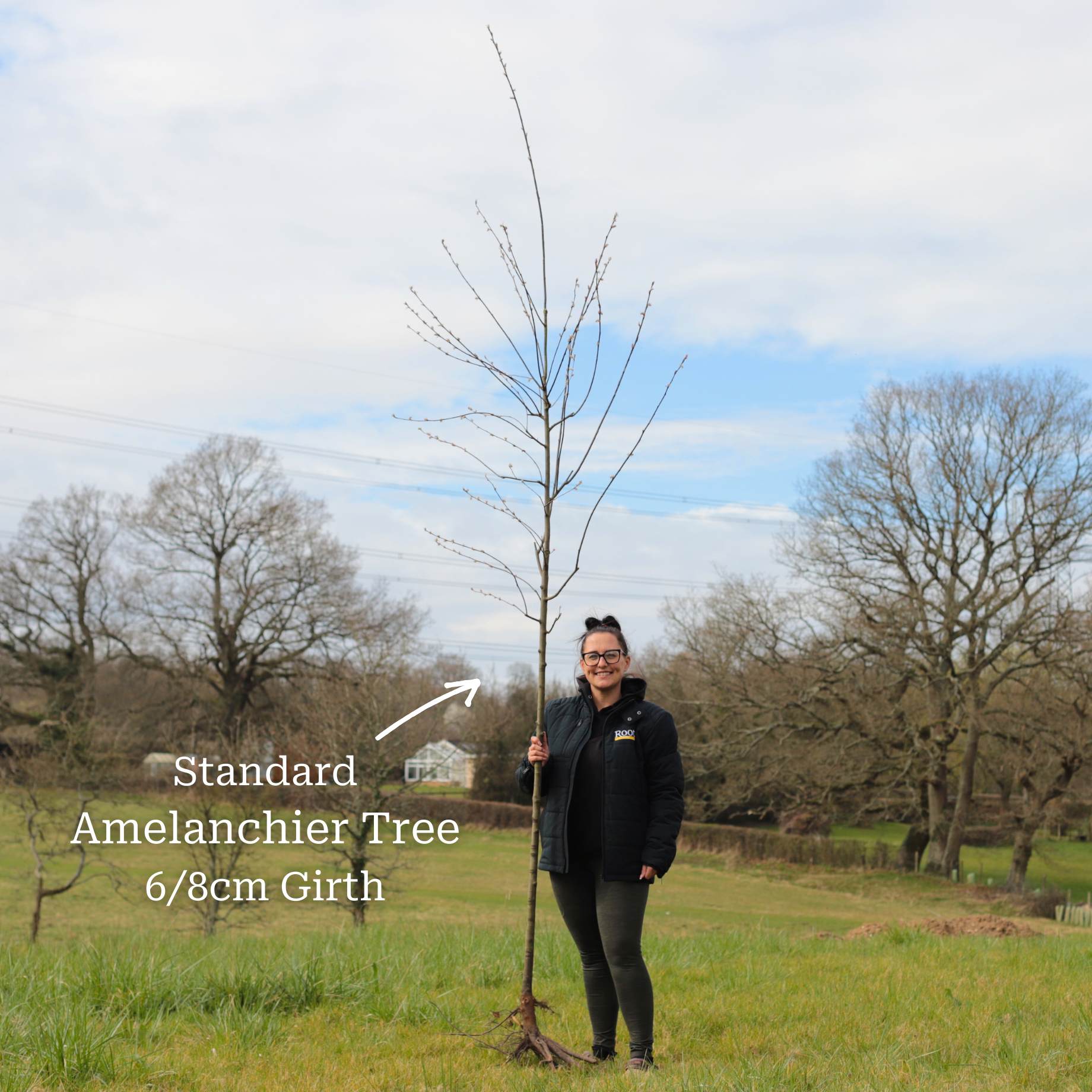 Amelanchier Tree | Amelanchier canadensis - Image 14
