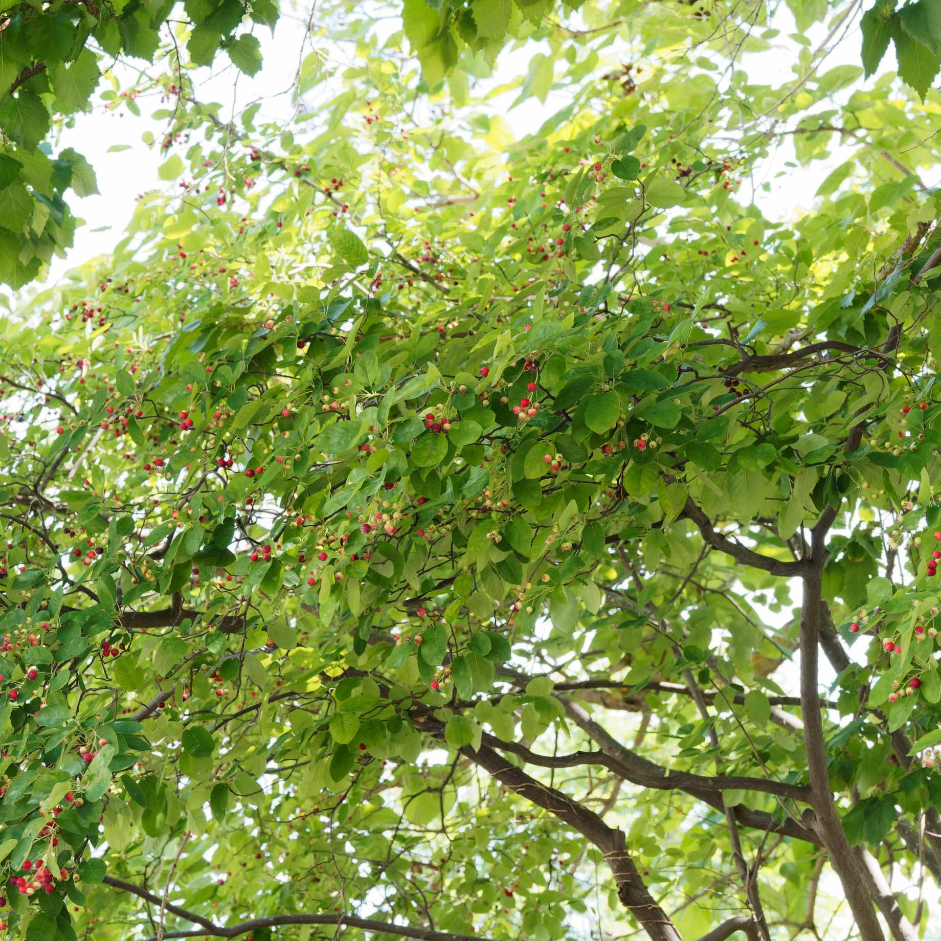 Amelanchier Tree | Amelanchier canadensis - Image 5