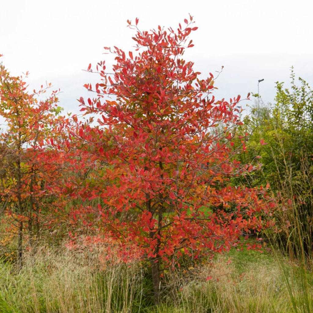 Amelanchier Tree | Amelanchier canadensis - Image 6