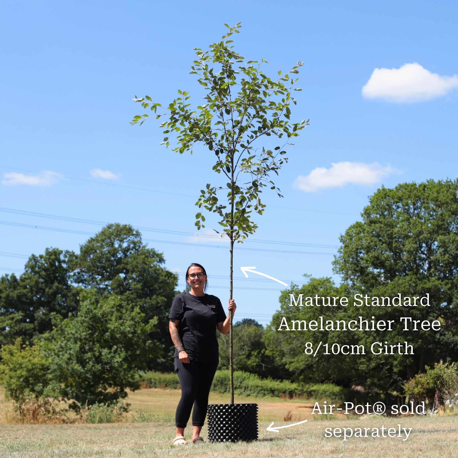 Amelanchier Tree | Amelanchier canadensis - Image 9