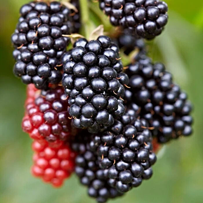 'Karaka Black' Blackberry Bush - Image 3