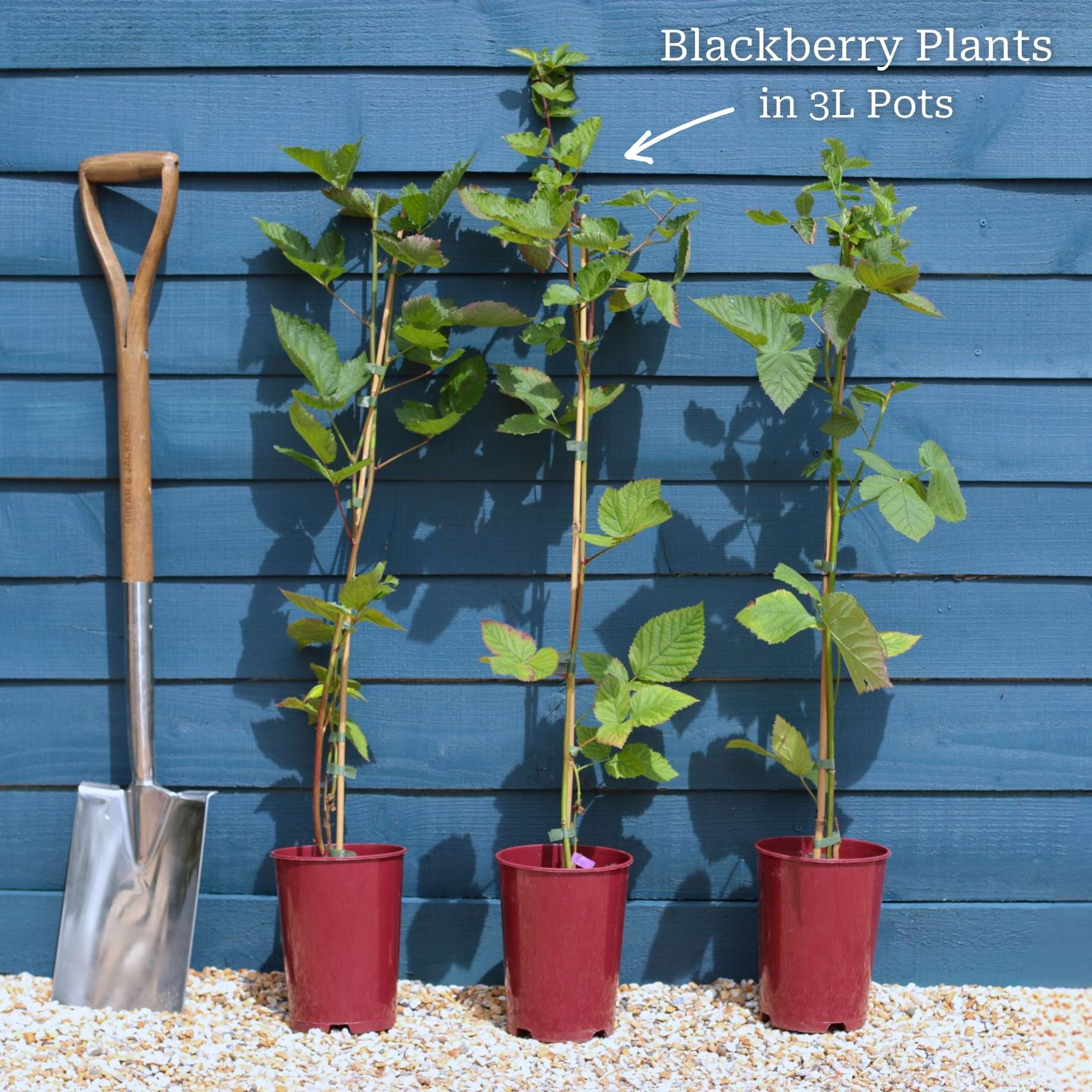 Thornless Blackberry Plant | Rubus fruticosus 'Waldo' - Image 6