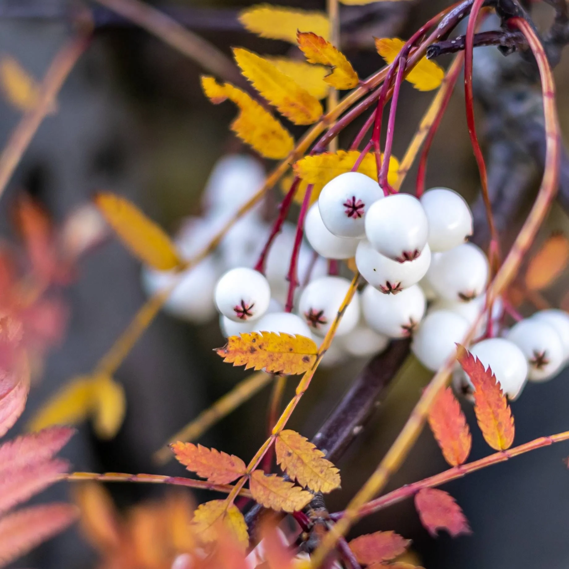 Kashmir Rowan Tree | Sorbus cashmiriana - Image 3