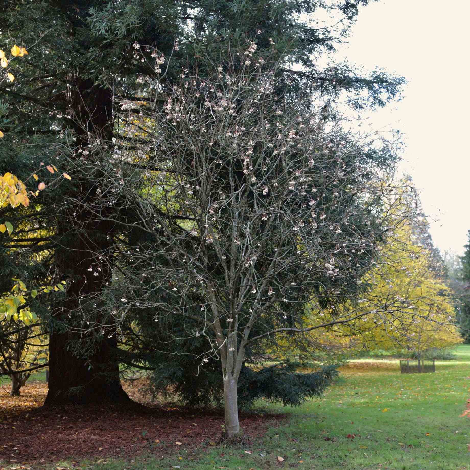 Kashmir Rowan Tree | Sorbus cashmiriana - Image 5