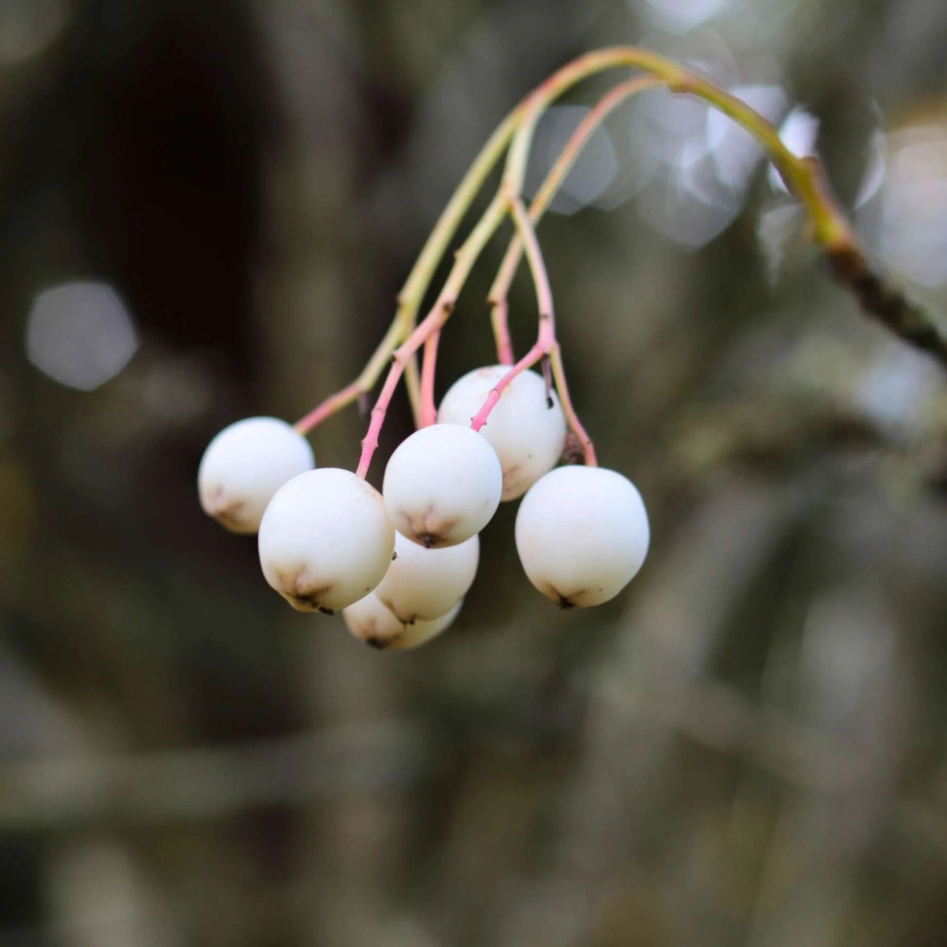 Kashmir Rowan Tree | Sorbus cashmiriana - Image 7