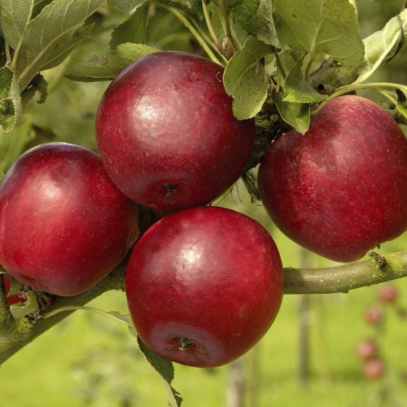 'Katy' Apple Tree - Image 4
