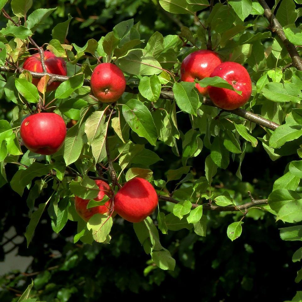 'Katy' Apple Tree - Image 5