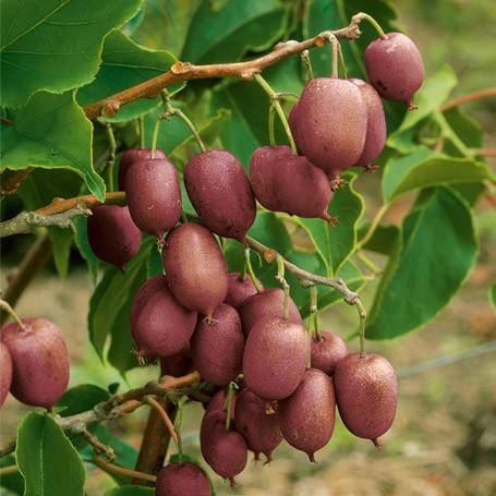 'Ken's Red' Hardy Kiwi Plant - Image 3