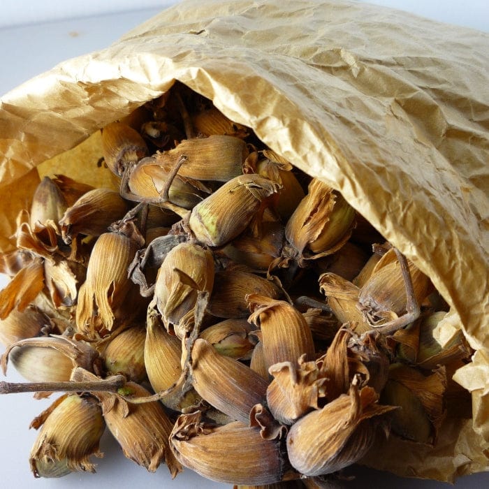 'Kentish Cob' Hazelnut Tree - Image 2