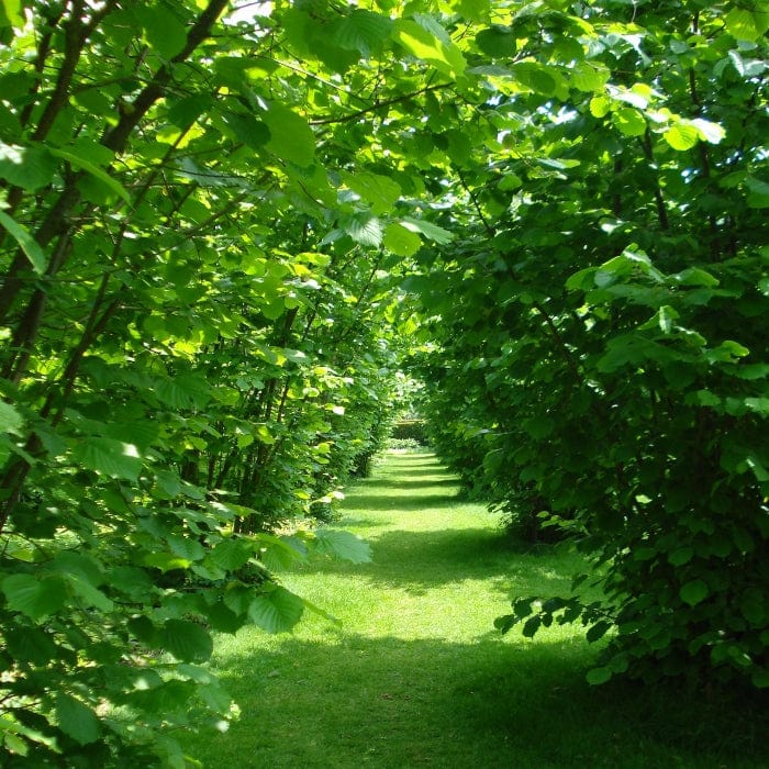 'Kentish Cob' Hazelnut Tree - Image 4
