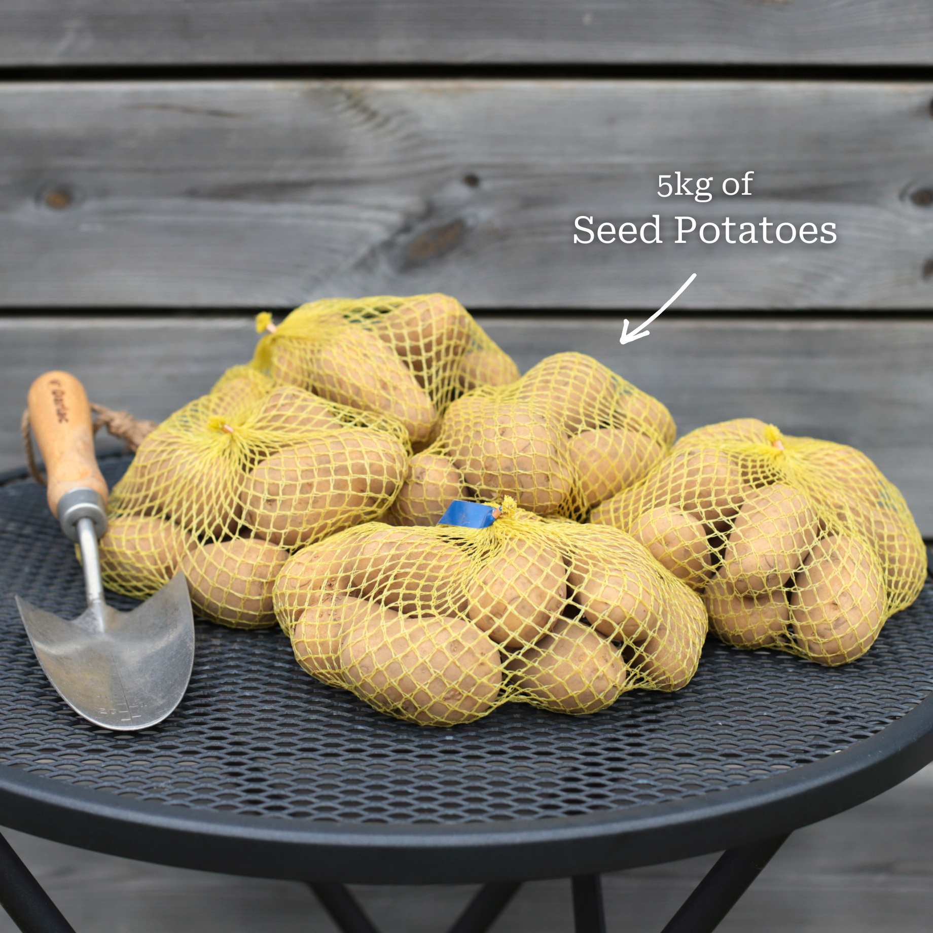 'Kestrel' Second Early Seed Potatoes - Image 3