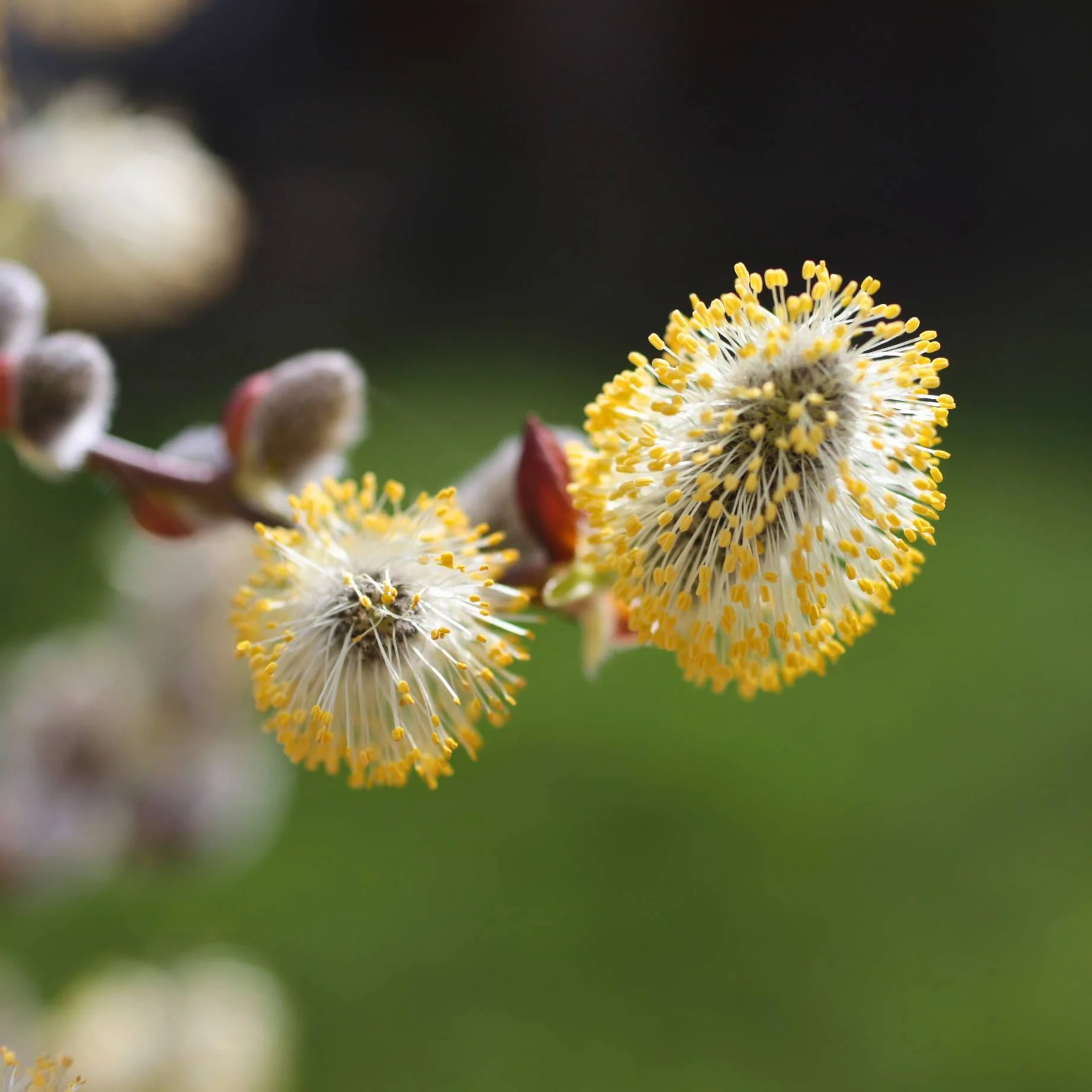 'Kilmarnock' Dwarf Weeping Willow Tree | Salix caprea - Image 12