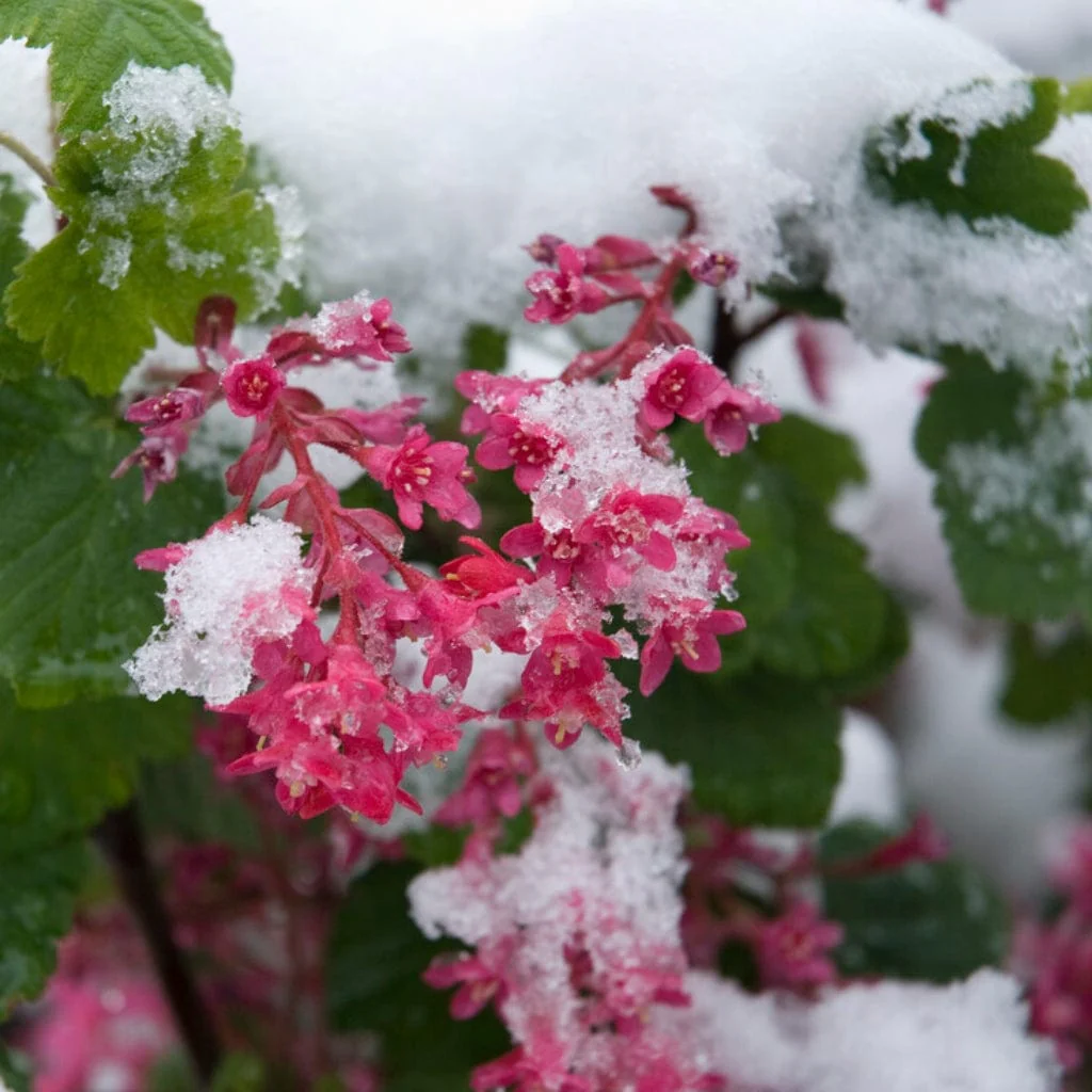 'King Edward VII' Red Flowering Currant Hedging | Ribes sanguineum - Image 2