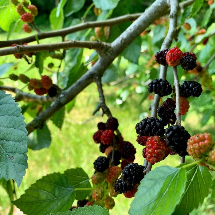 'King James' Mulberry Tree | Morus nigra - Image 3