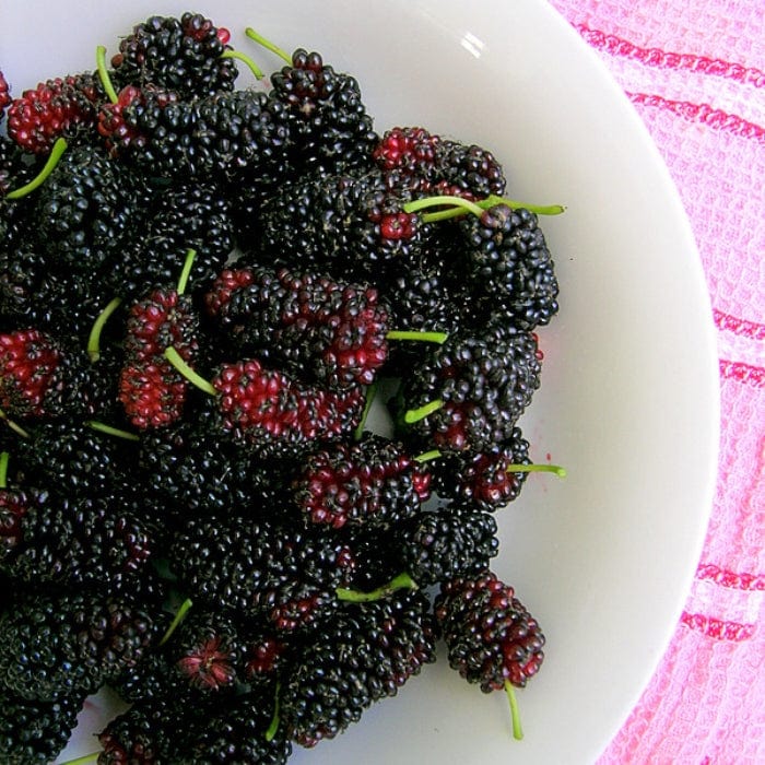 'King James' Mulberry Tree | Morus nigra - Image 4