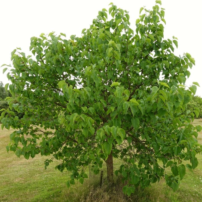 'King James' Mulberry Tree | Morus nigra - Image 5