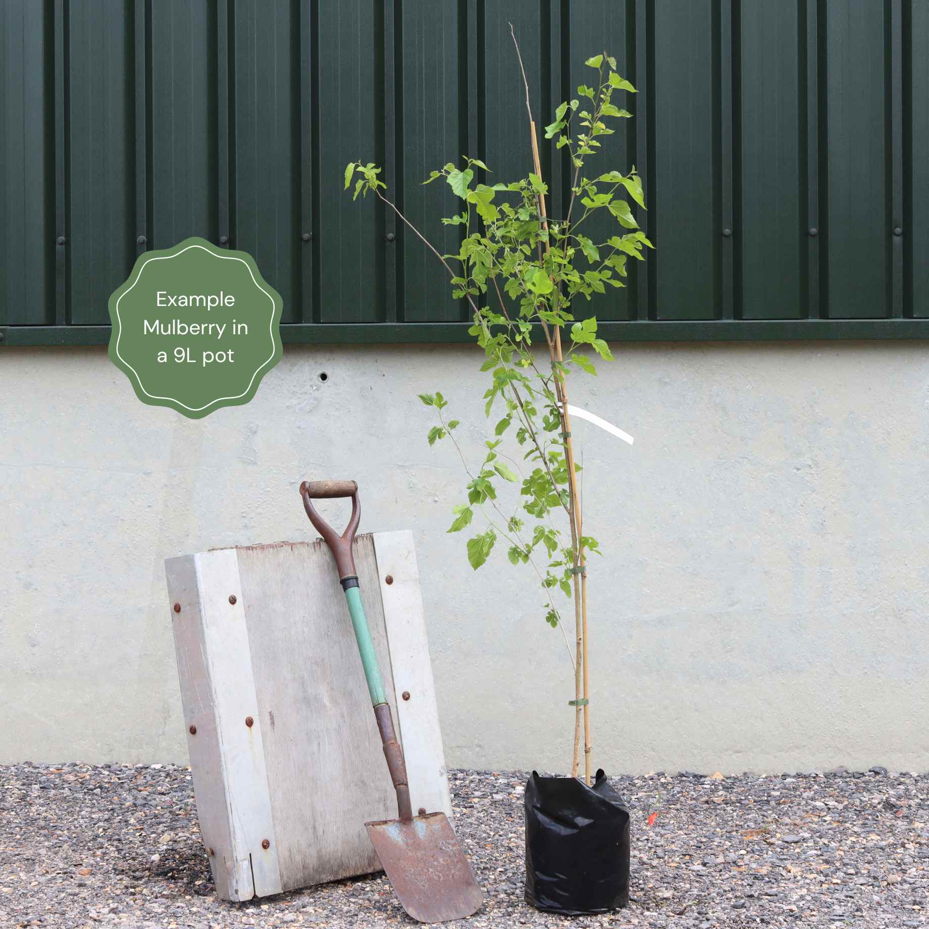 'King James' Mulberry Tree | Morus nigra - Image 6
