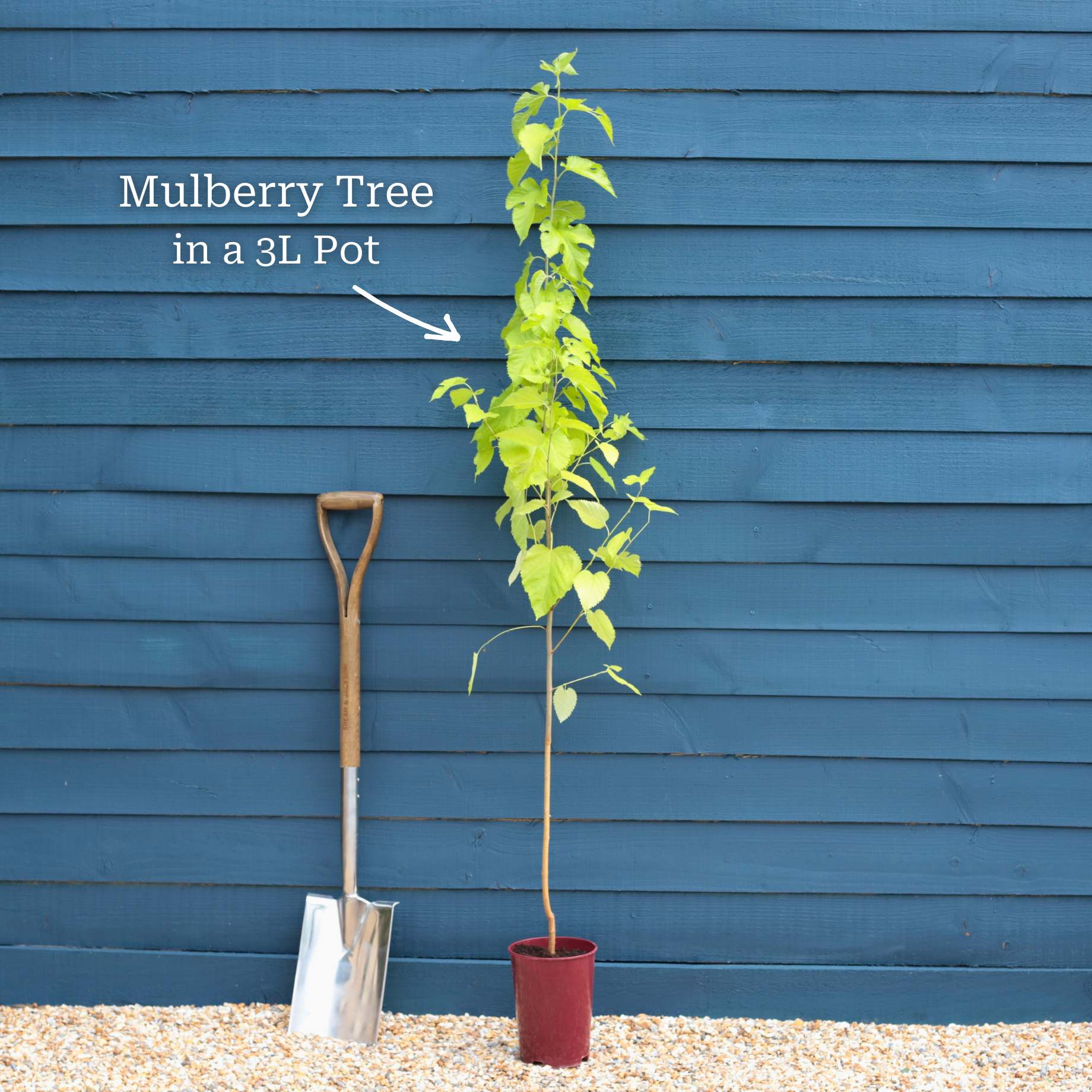 'Wellington' Mulberry Tree - Image 4