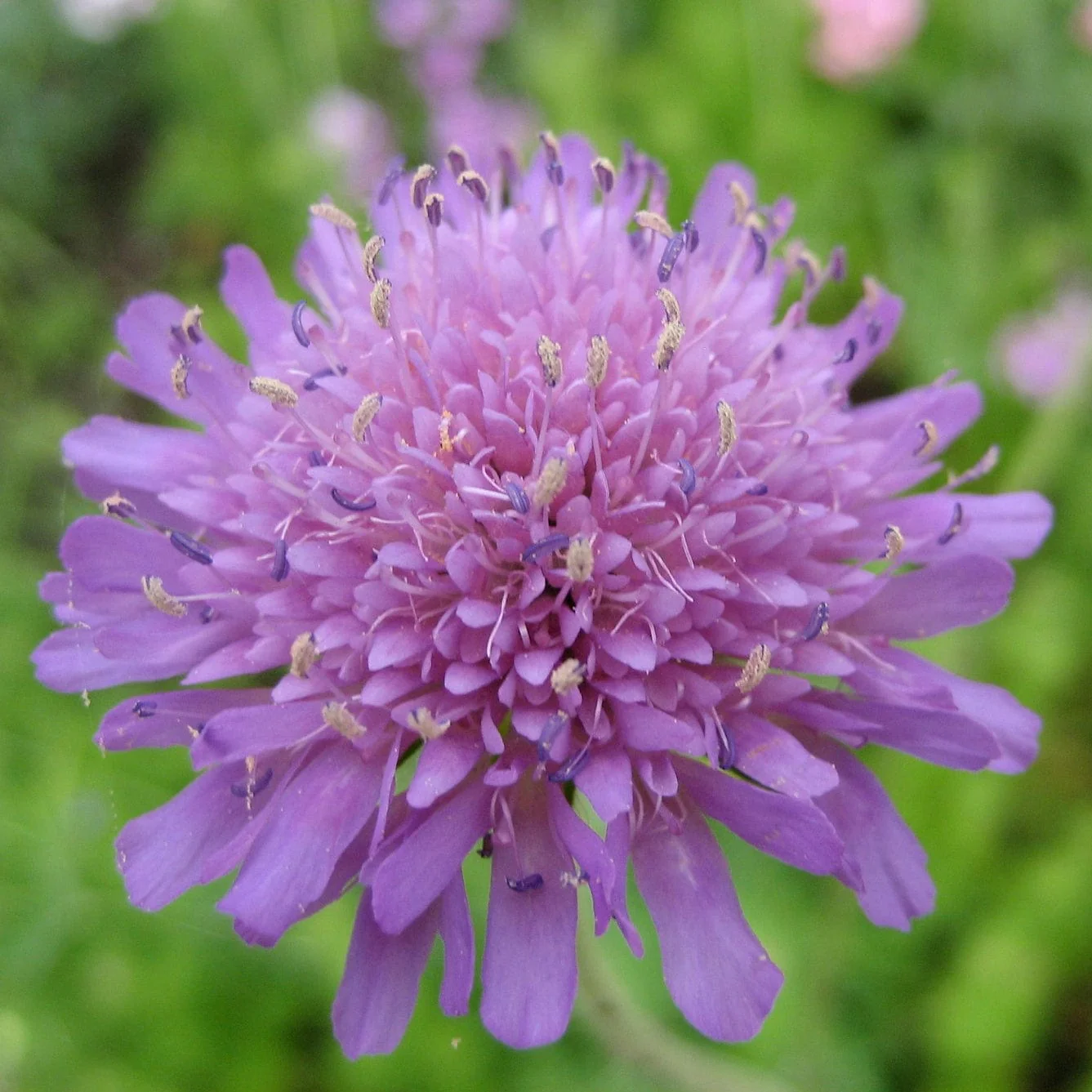 Knautia 'Melton Pastels' - Image 2