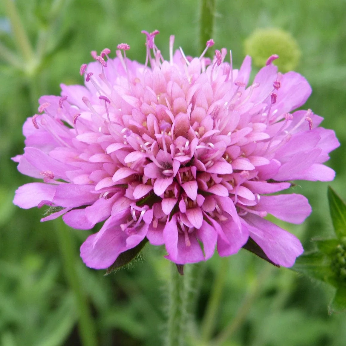 Knautia 'Melton Pastels' - Image 3