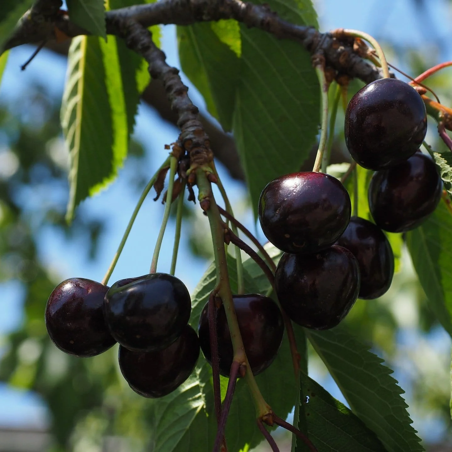 'Kordia' Cherry Tree - Image 4