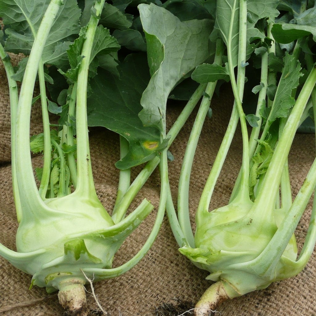 'Korist F1' Kohl Rabi Plants - Image 3