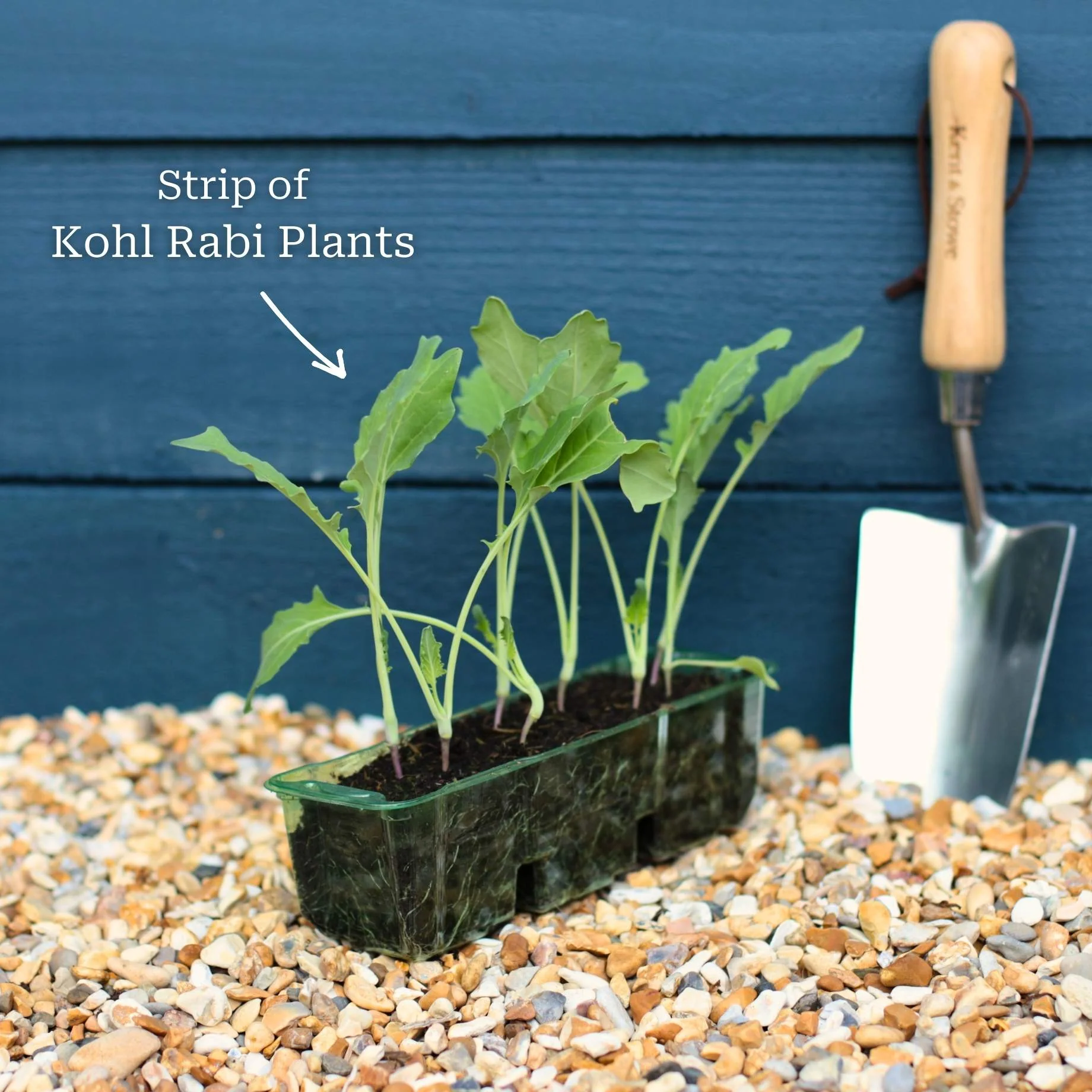 'Korist F1' Kohl Rabi Plants - Image 4