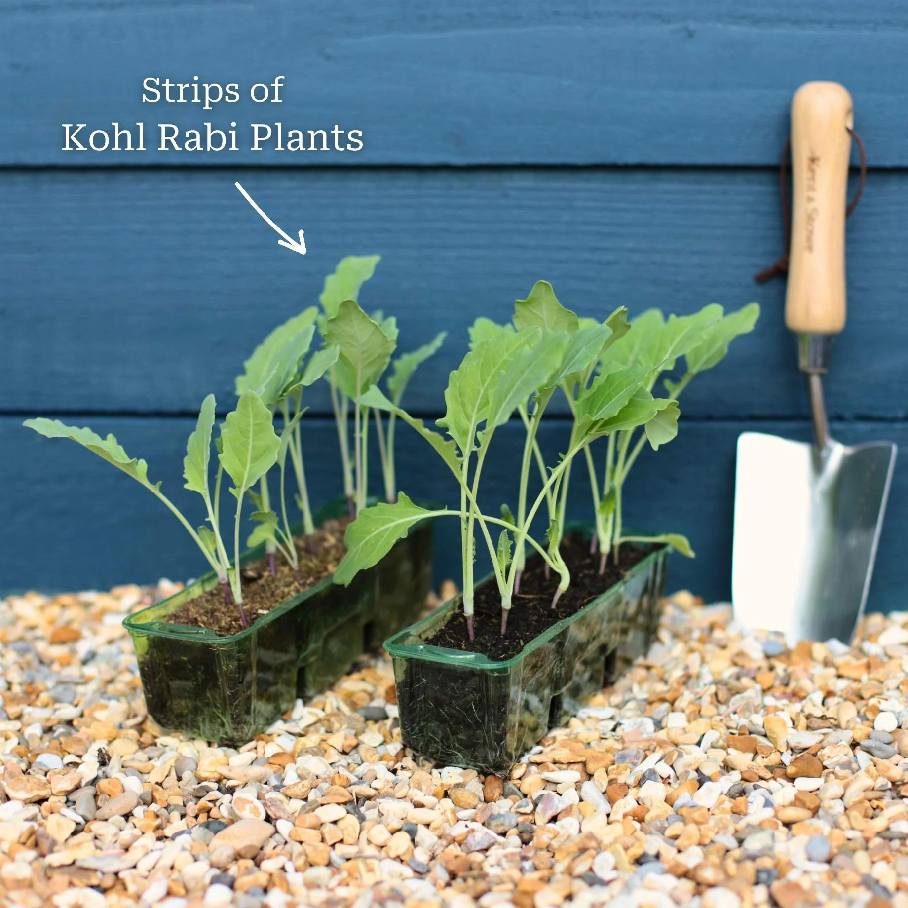 'Korist F1' Kohl Rabi Plants - Image 5