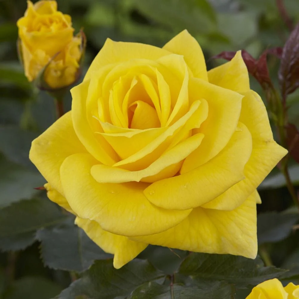 'Korresia' Floribunda Rose