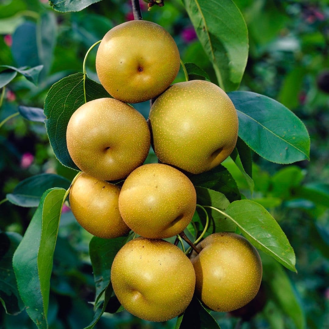 'Kumoi' Asian Pear Tree | Nashi Pear