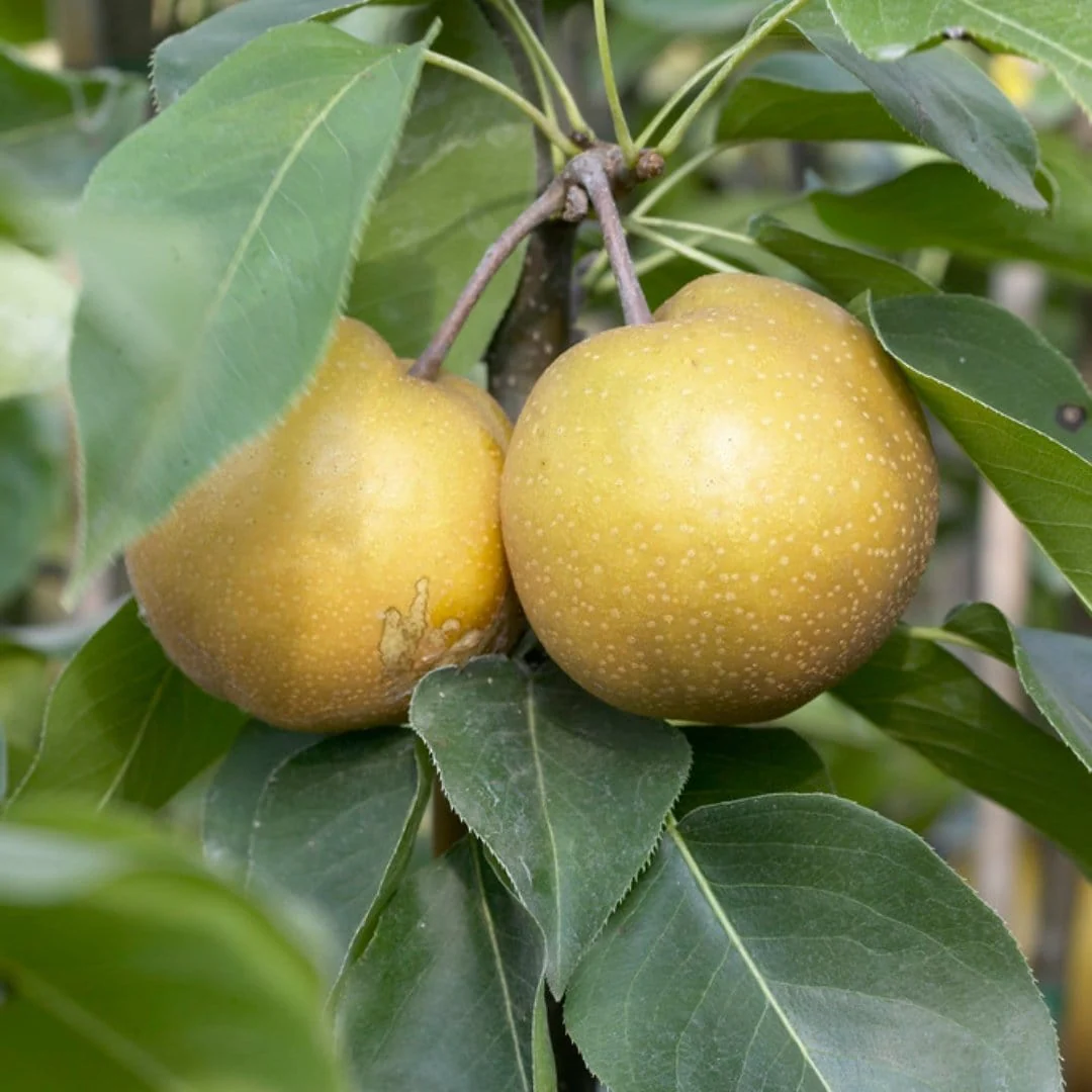 'Kumoi' Asian Pear Tree | Nashi Pear - Image 2