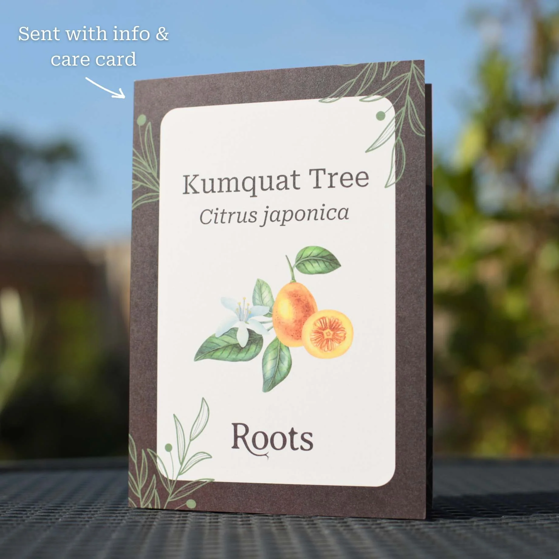 Kumquat Tree Gift - Image 3