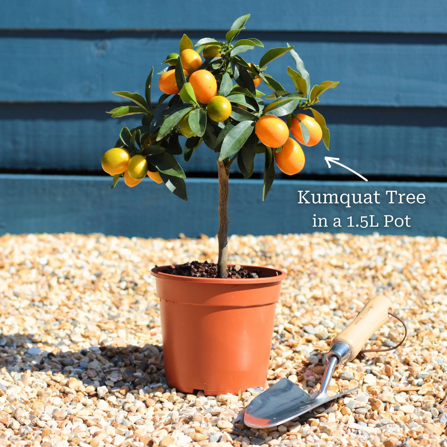 Grafted Patio Kumquat Tree - Image 3
