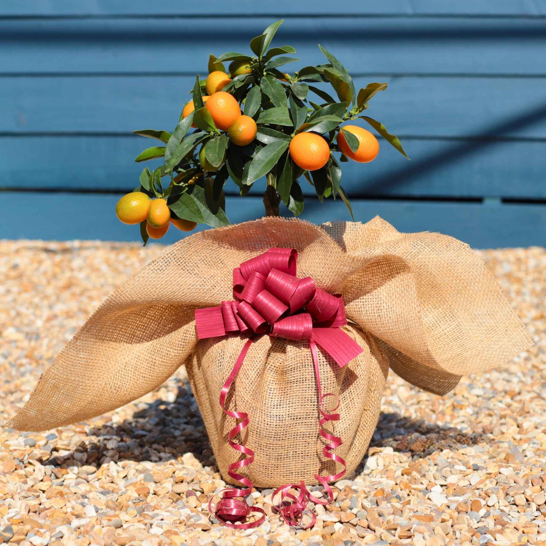 Kumquat Tree Gift - Image 8