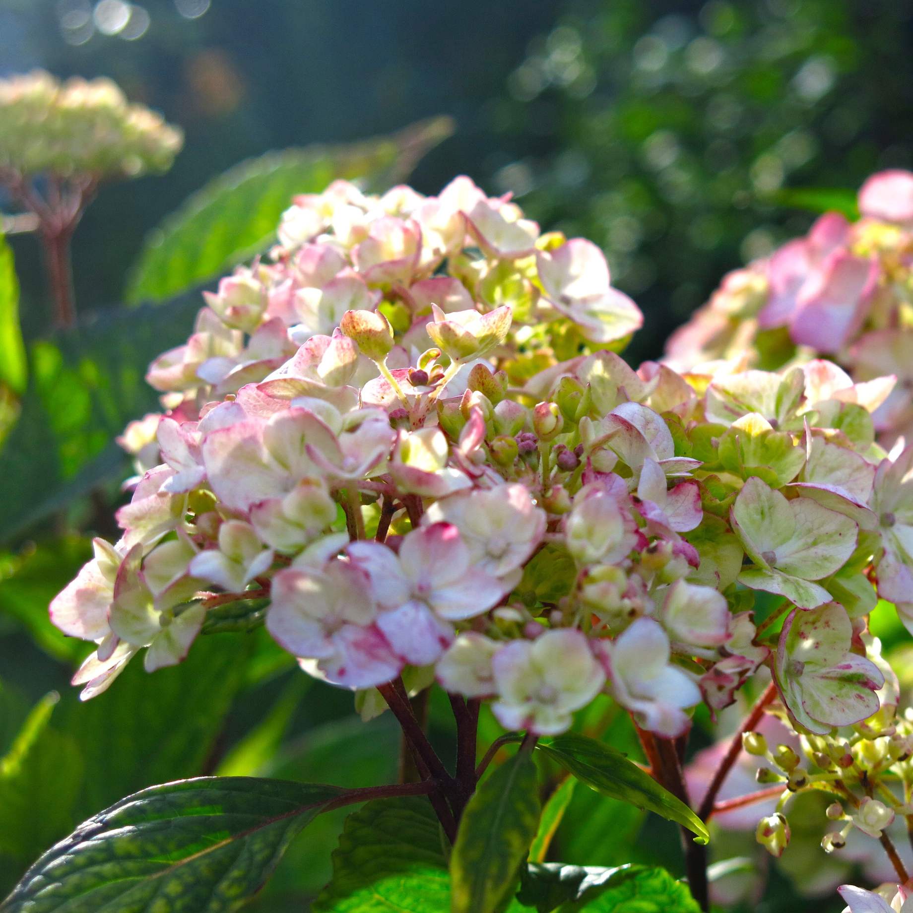 Hydrangea macrophylla 'Dolce France'